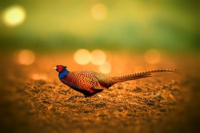 Close-up of a bird