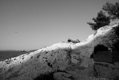 High angle view of seagull on rock against clear sky