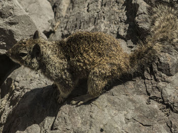 Close-up of lizard on rock