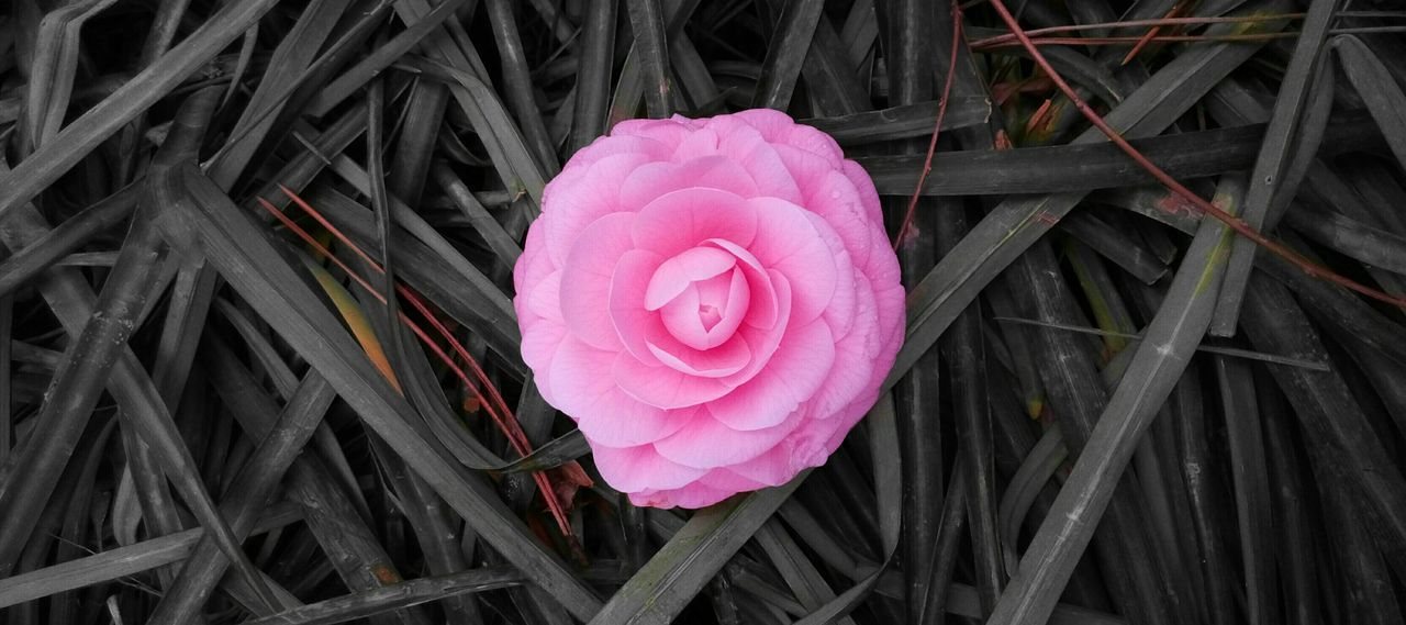 flower, petal, fragility, pink color, flower head, freshness, close-up, growth, rose - flower, plant, beauty in nature, nature, single flower, pink, outdoors, red, no people, stem, focus on foreground, blooming