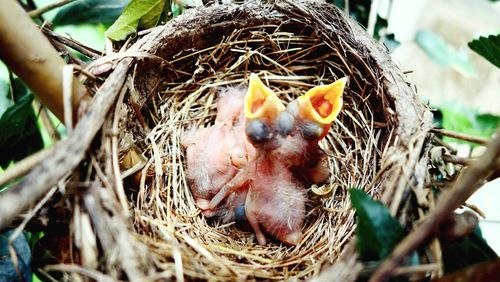 Close-up of young birds in nest