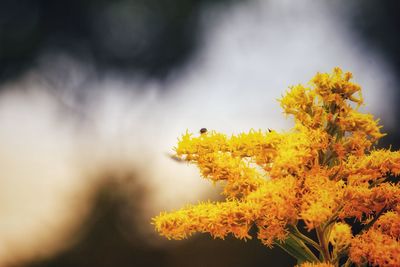 Close-up of yellow flowering plant