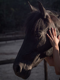 Close up of andalusian horse's face and female hand.