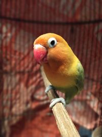 Close-up of lovebird on branch 