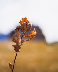 Close-up of flowering plant against sky