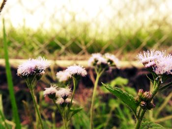 Close-up of thistle blooming on field