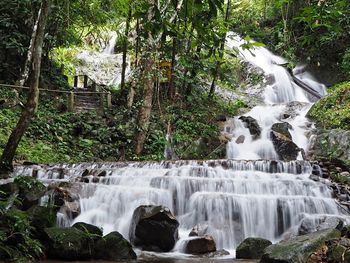 Stream flowing through forest