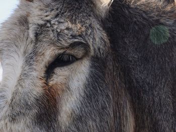 Close-up of horse