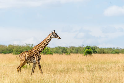 Giraffe standing on field against sky