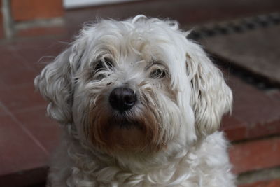 Close-up portrait of a dog