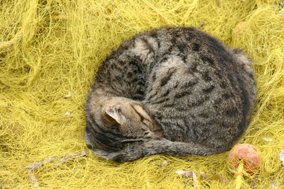 Cat sleeping in field