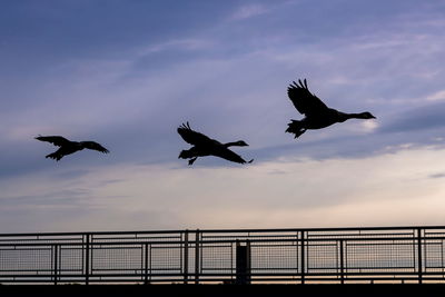 Three canada geese in silhouette flying over a railing at sunrise, old montreal, quebec, canada