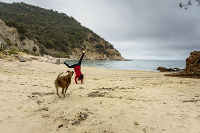 Dog on beach