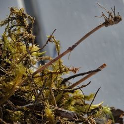 Close-up of lizard on plant