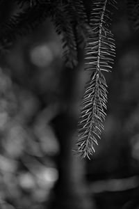 Close-up of pine tree leaves