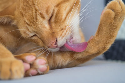 Close-up of ginger cat