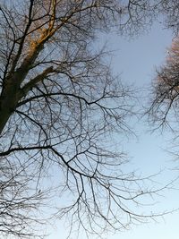Low angle view of bare tree against sky