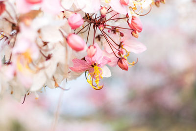 Close-up of pink cherry blossom