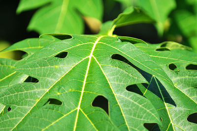 Full frame shot of green leaf