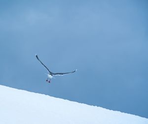 Low angle view of bird flying in snow