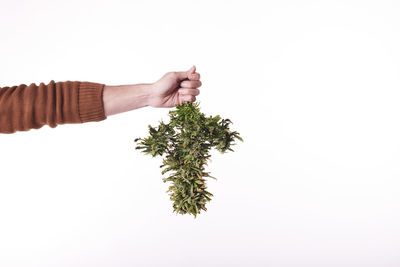 A man's hand holding a cut marijuana plant on white background