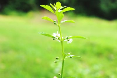 Close-up of flowering plant leaves on land