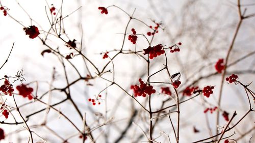 Low angle view of cherry tree against sky