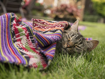 Cat sleeping grassy field with multi colored blanket