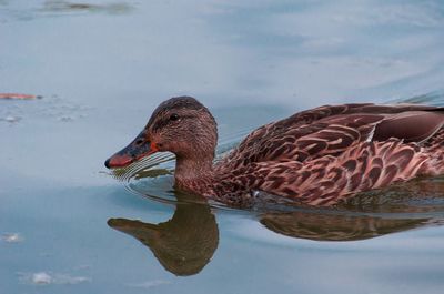 Close-up of duck swimming in lake