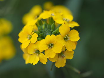 Close-up of yellow flower