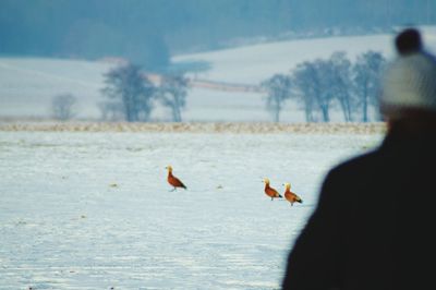 Rear view of birds flying over sea against sky