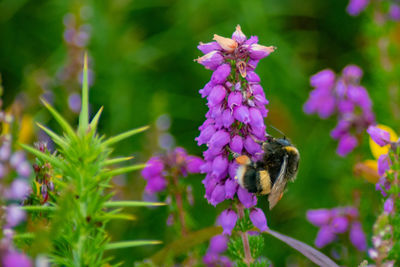 Close-up of bee pollinating on purple flower