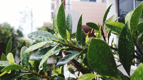 Close-up of lizard on plant