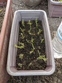 High angle view of plants growing on field