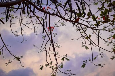 Low angle view of bare tree against cloudy sky