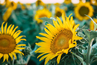 Close-up of sunflower