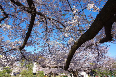 Low angle view of cherry blossoms against sky