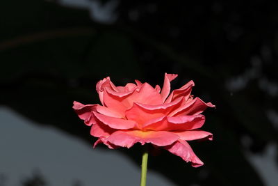 Close-up of pink rose