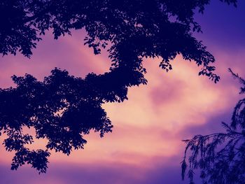 Silhouette of trees at sunset