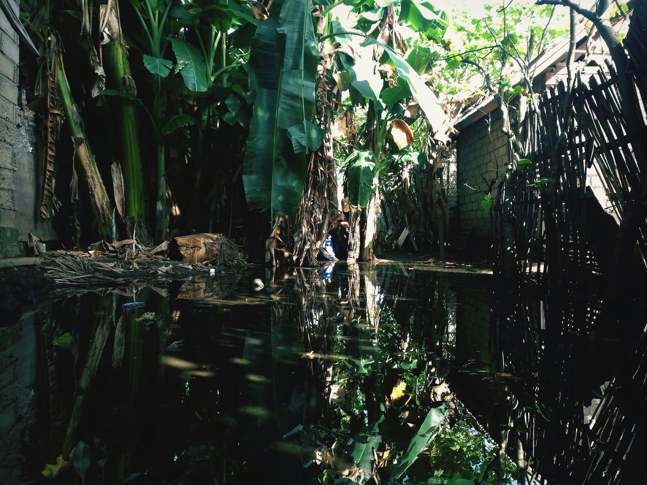 water, reflection, nature, tree, lake, beauty in nature, no people, day, growth, outdoors, tranquility, plant, green color, branch, animal themes