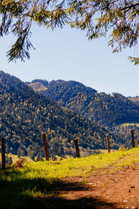 Scenic view of field against clear sky