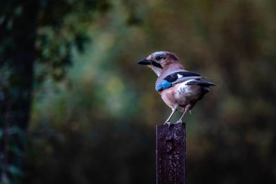 Close-up of bird perching on wooden post