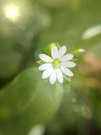 Close-up of white flowers