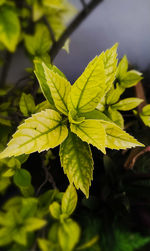 Close-up of plant leaves