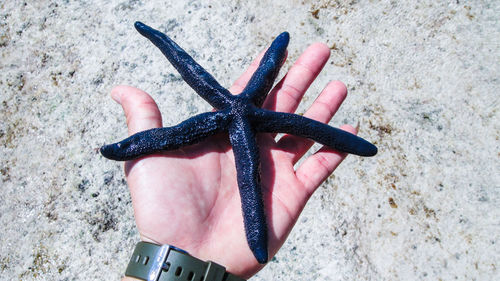 Close-up of hand holding starfish on rock