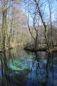 Reflection of trees in lake