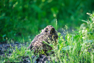 The young owl on the ground in summer