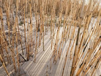 Close-up of bamboo wood