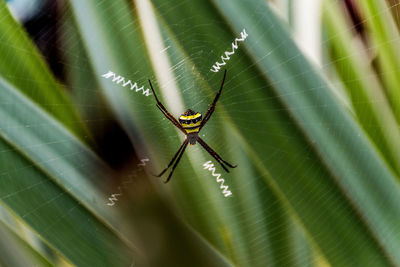 Close-up of spider on web