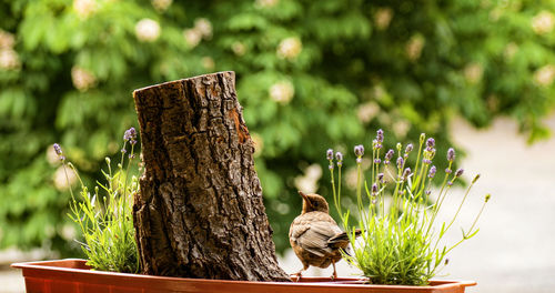 Bird perching on wooden post
